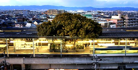 일본기차역 나무 0