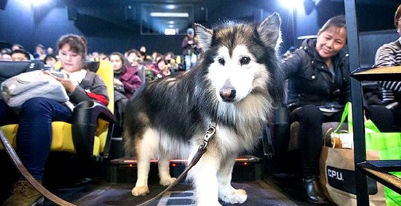 강아지 영화관 1