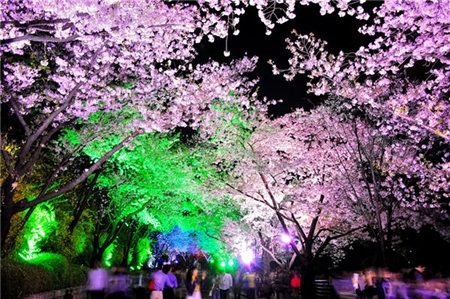 이월드 야간 벚꽃 축제 by 이랜드