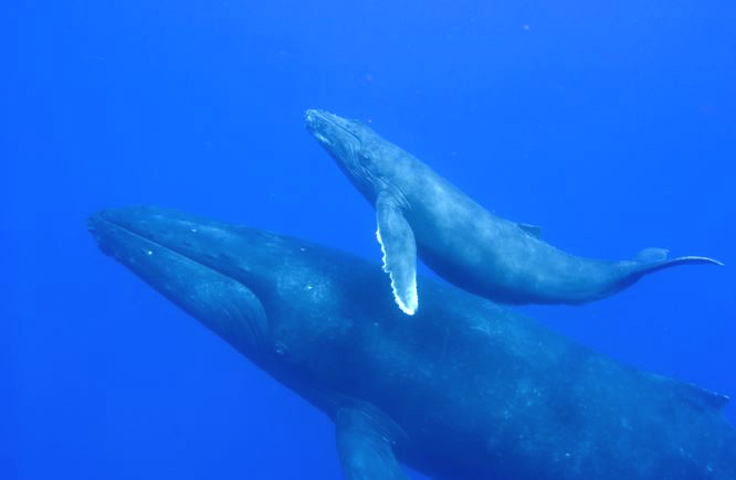 혹등고래 두마리 1