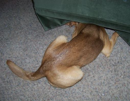 강아지 침대 밑 의자
