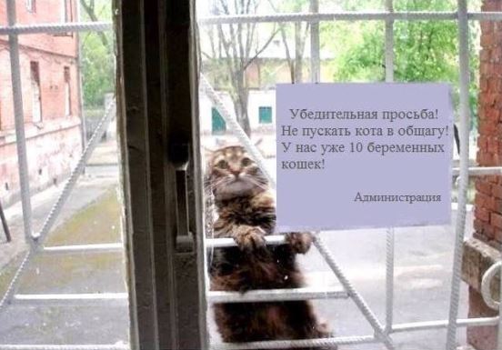 러시아 고양이 1