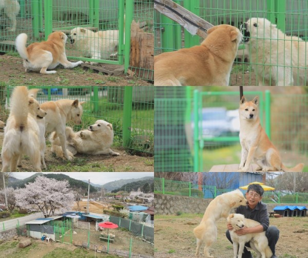 갈등 반복되는 19마리의 시골 강아지 가족 이야기! 이미지