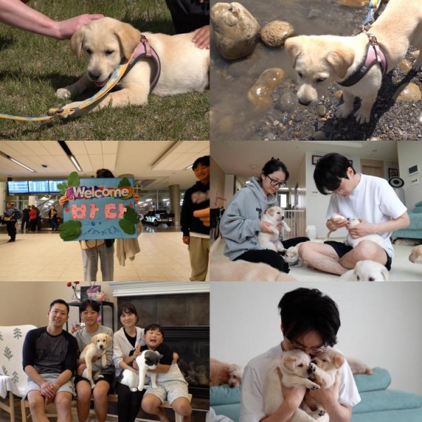 감동 새끼 리트리버 바다의 캐나다 입양 여정 이미지