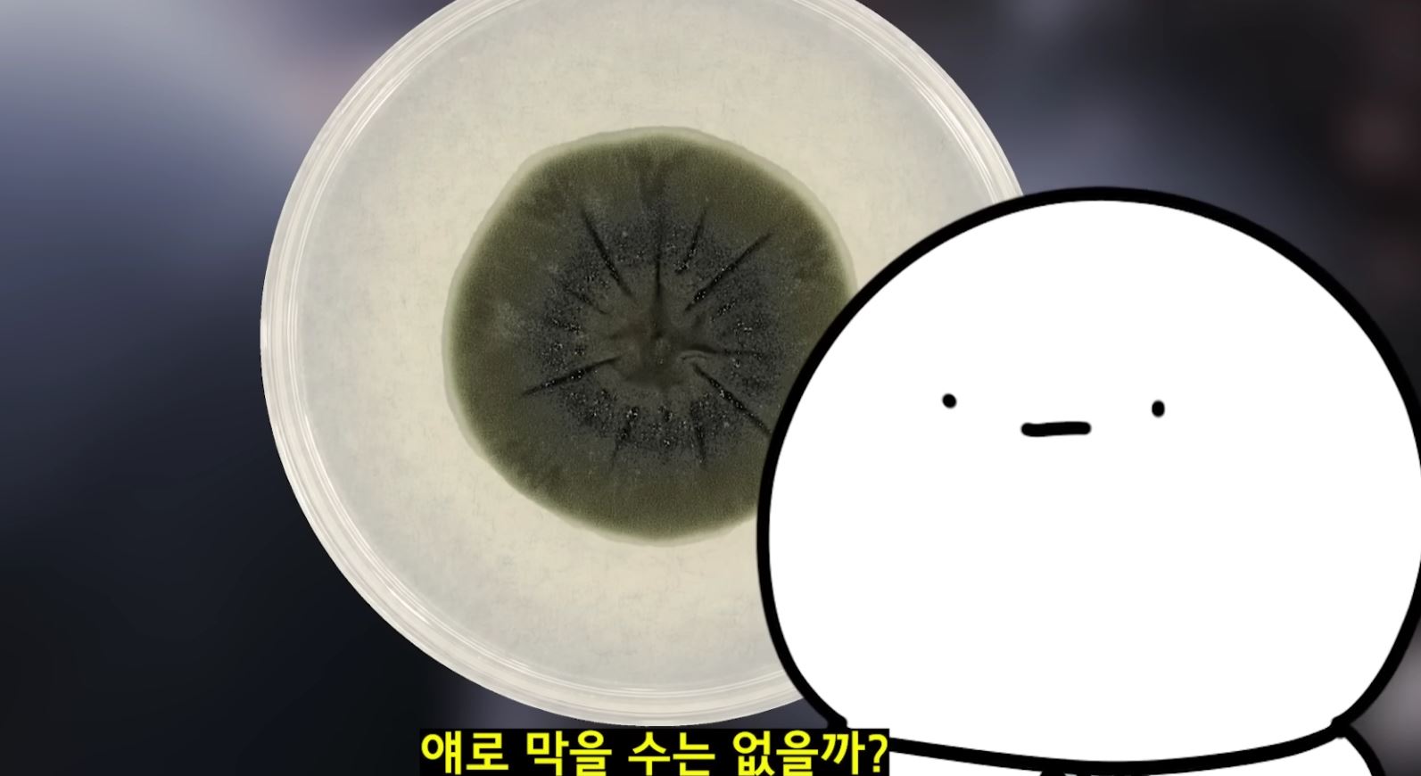 몽구로운지식 방사선 먹는 곰팡이